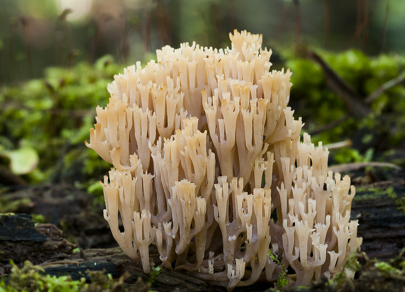 Artomyces pyxidatus